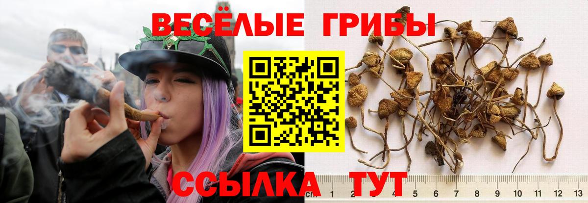 Мыски  Галлюциногенные грибы MAGIC MUSHROOMS  Вход с VPN 